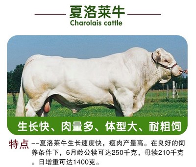 西門塔爾牛犢選購與飼養(yǎng)指南 3-6個(gè)月活體小牛的養(yǎng)殖優(yōu)勢(shì)及魯西黃牛改良技術(shù)